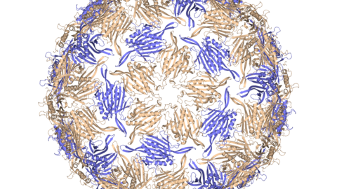 Rendering of structure of MS2 bacteriophage